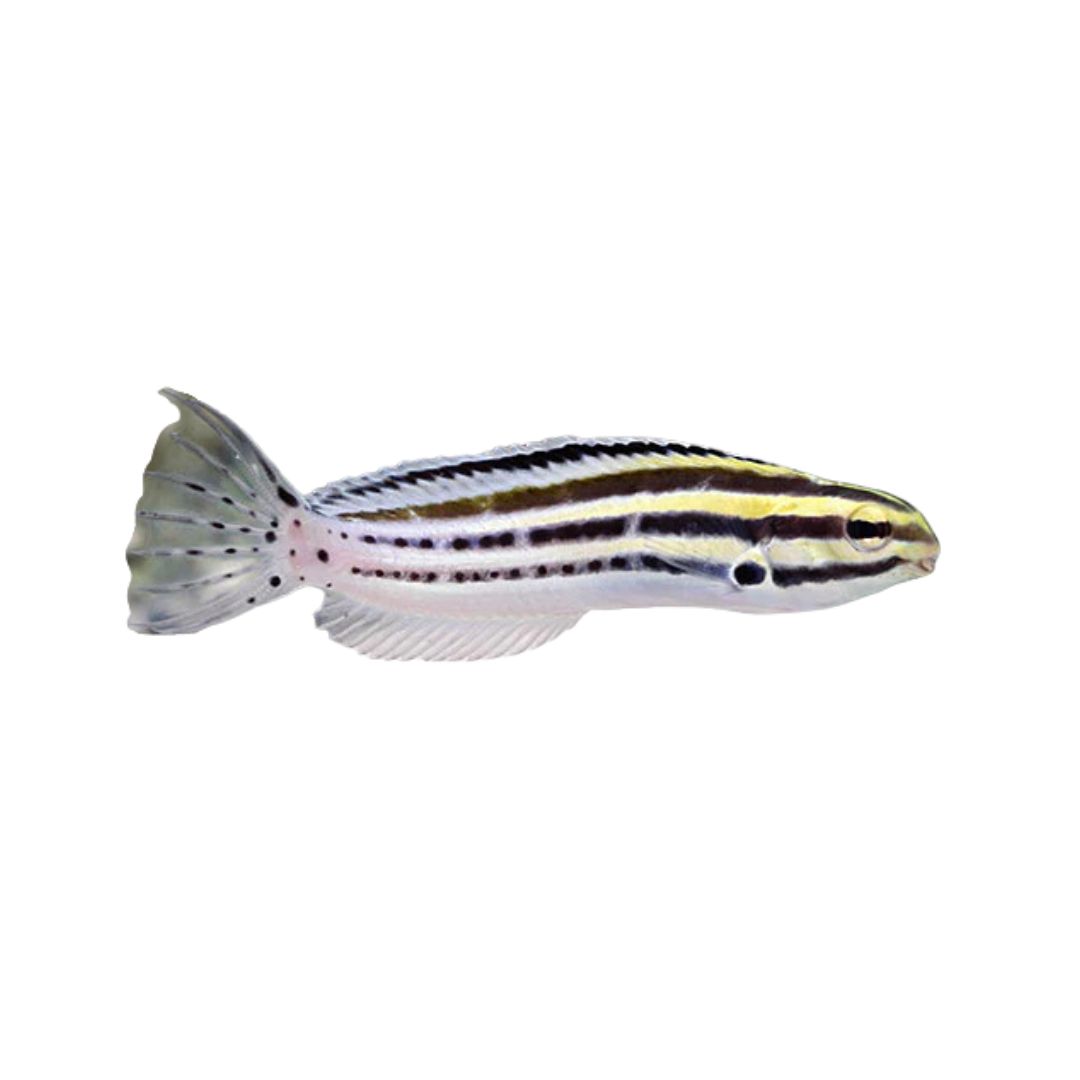 Blenny - Striped