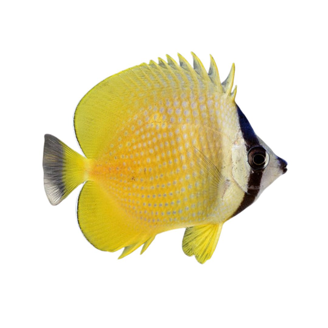 Butterfly Fish - Sunburst