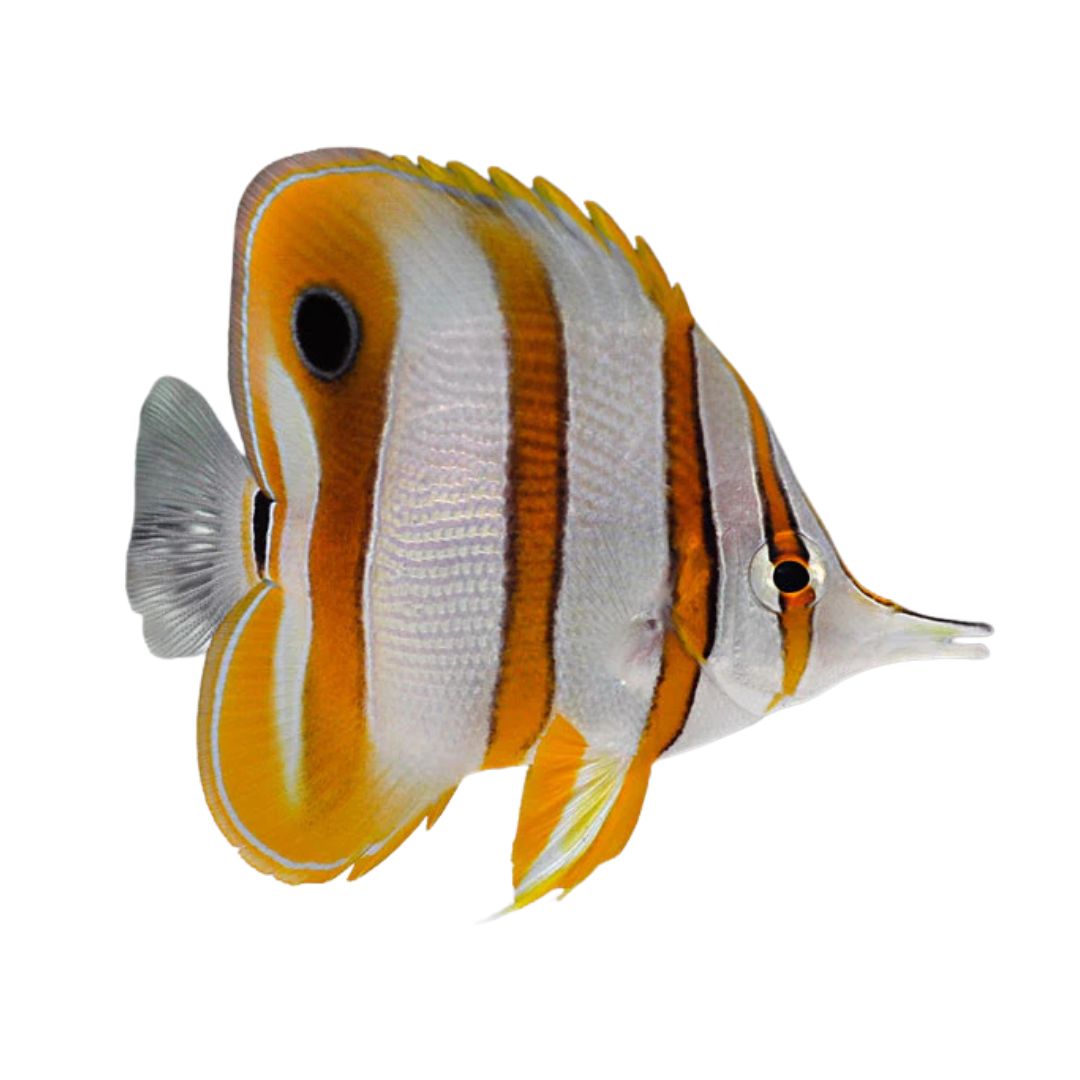 Butterfly - Copperband