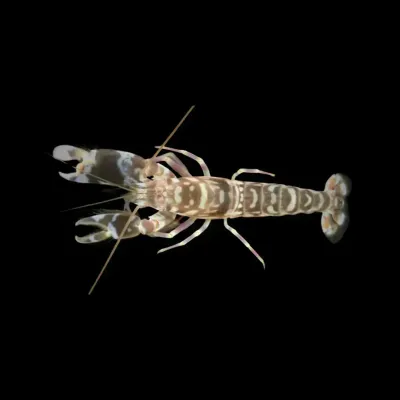 Shrimp - Tiger Pistol