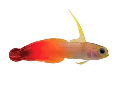 Goby - Red Firefish