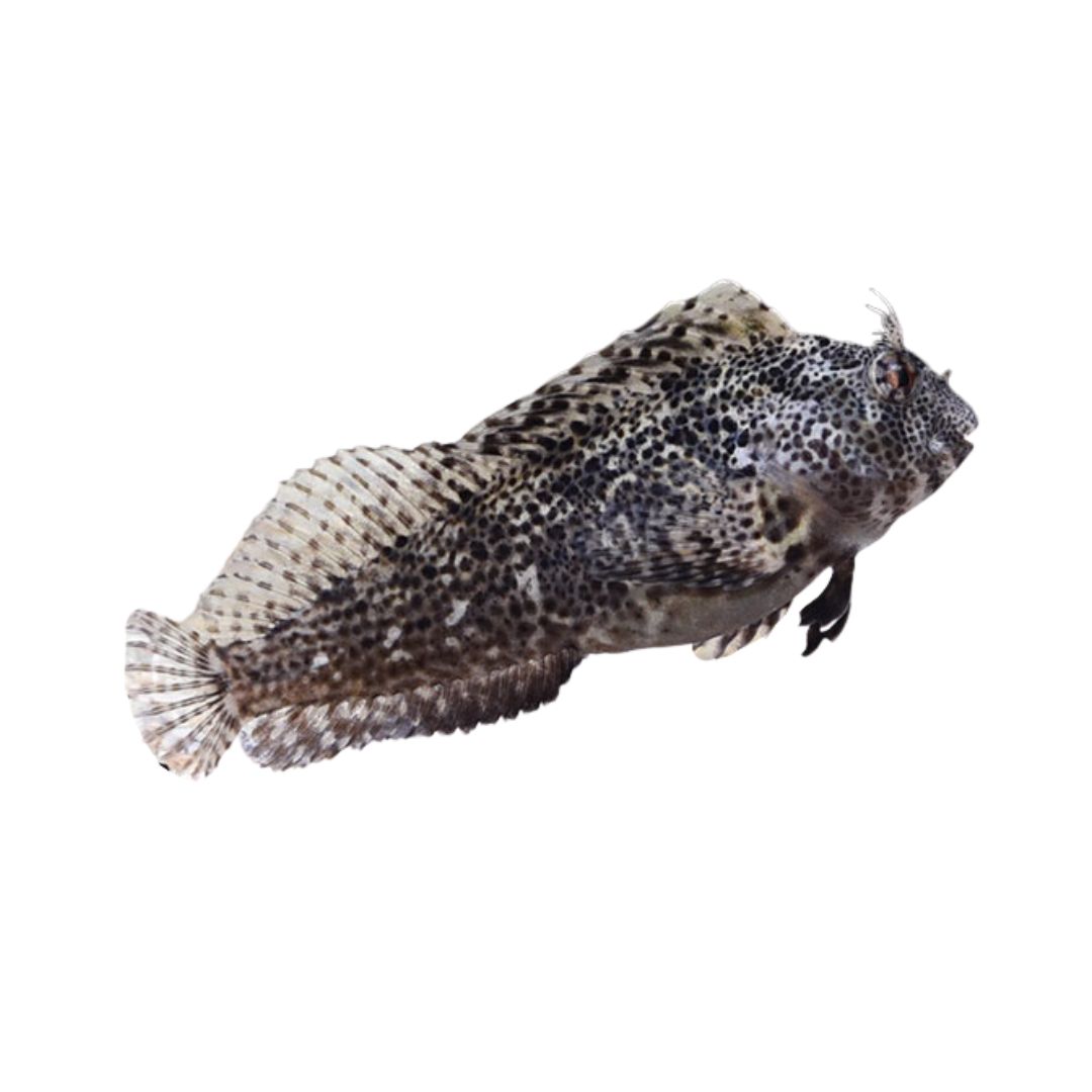 Blenny - Molly Miller Algae Blenny