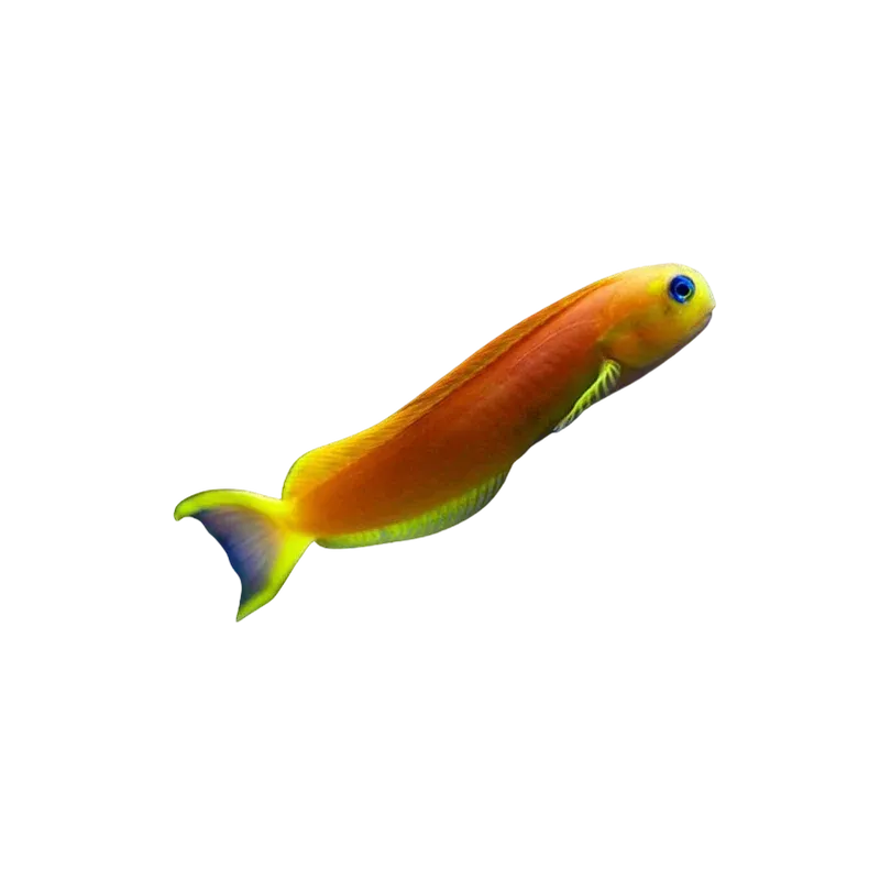 Blenny - Yellow Midas