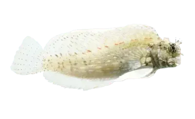 Blenny - Lawnmower