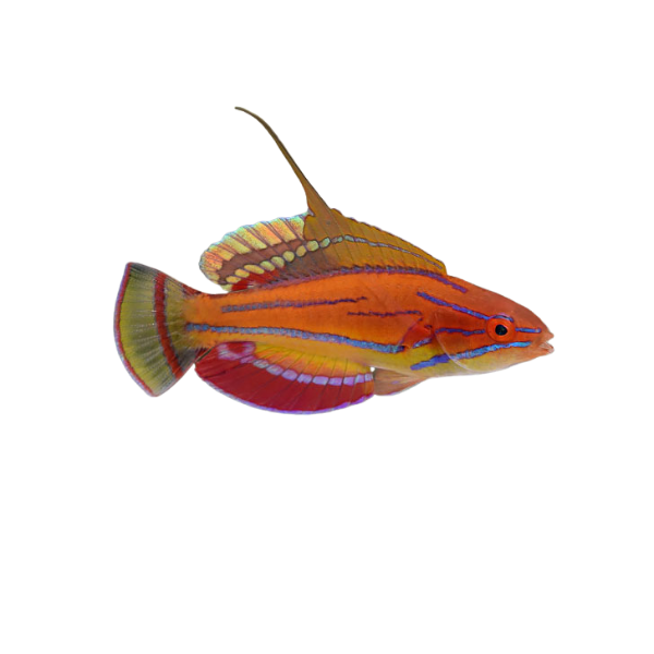 Wrasse - Carpenters