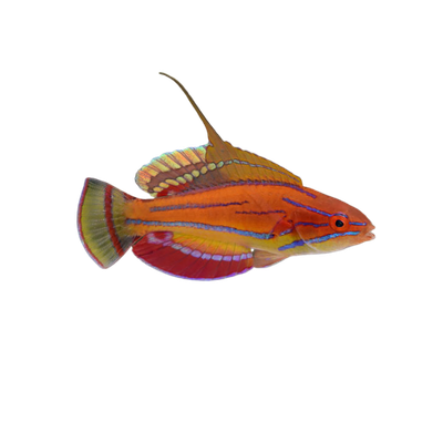 Wrasse - Carpenters