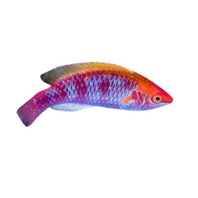 Wrasse - Lubbock's (Bali)