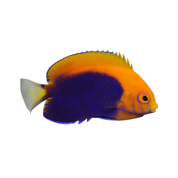 Marine Angel - Flameback