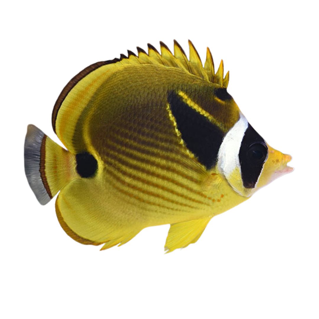 Butterfly Fish - Raccoon