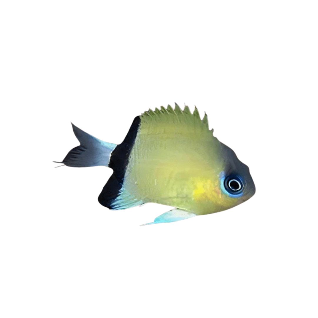 Chromis - Black Bar