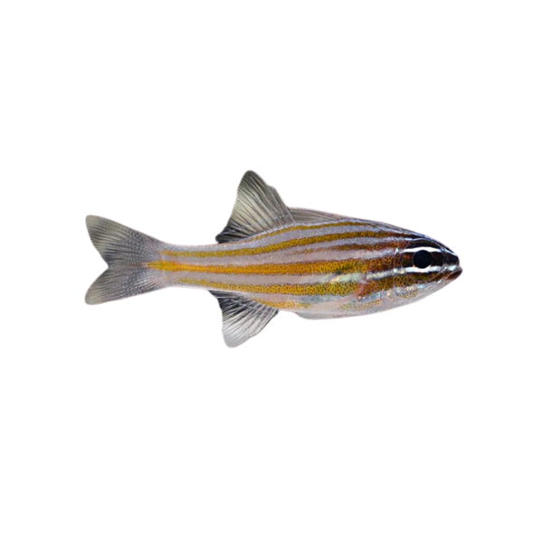 Marine Cardinal - Yellowstriped