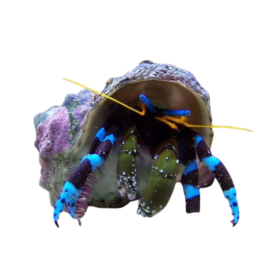 Hermit Crab - Blue Knuckle