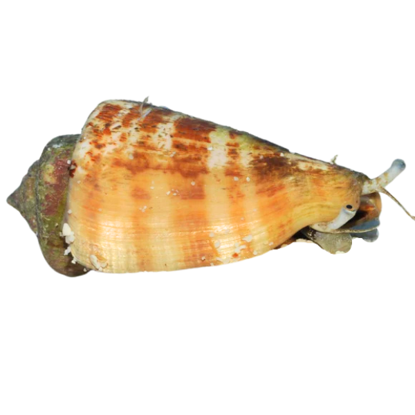 Snail - Strawberry Conch