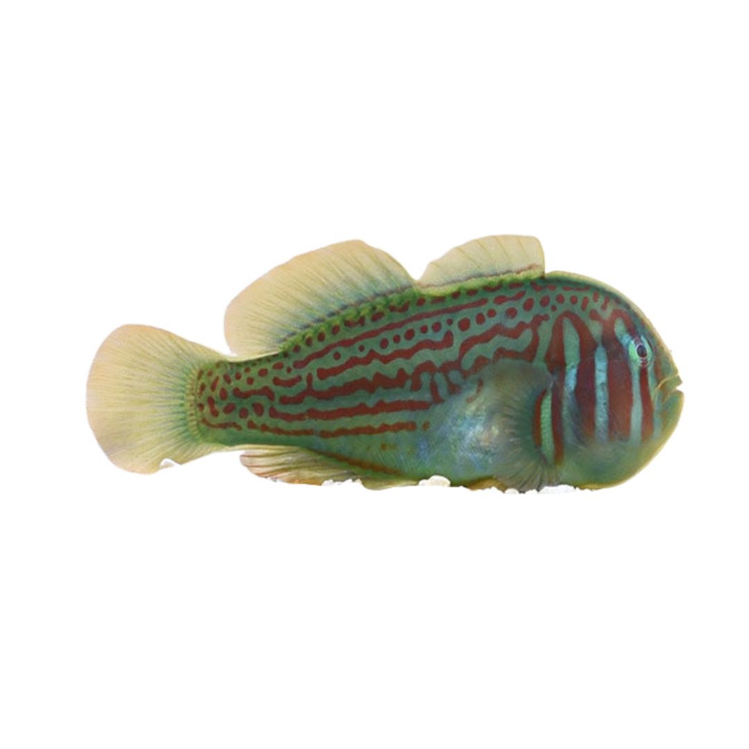 Goby - Green Clown