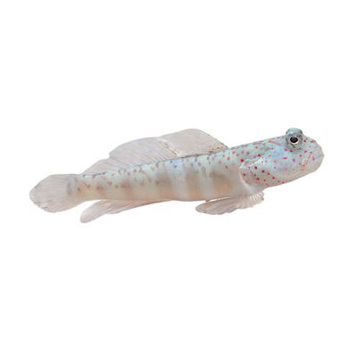 Goby - Pink &amp; Blue Spot Prawn