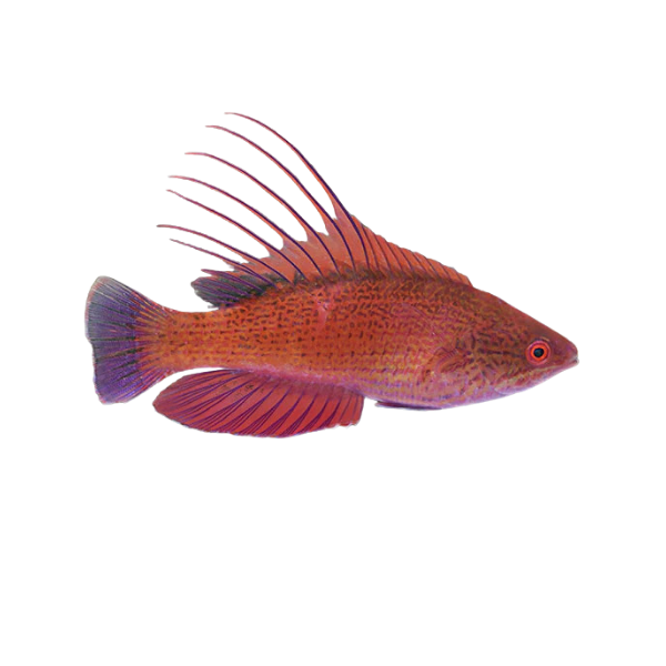 Wrasse - Blue Filamented Flasher