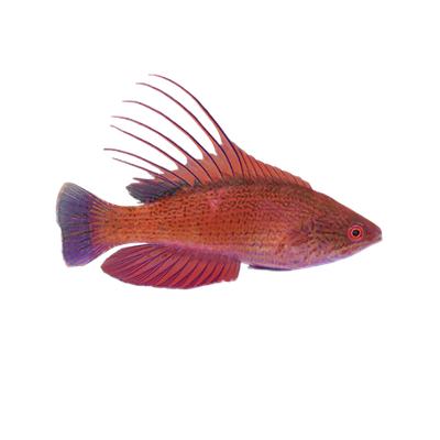 Wrasse - Blue Filamented Flasher
