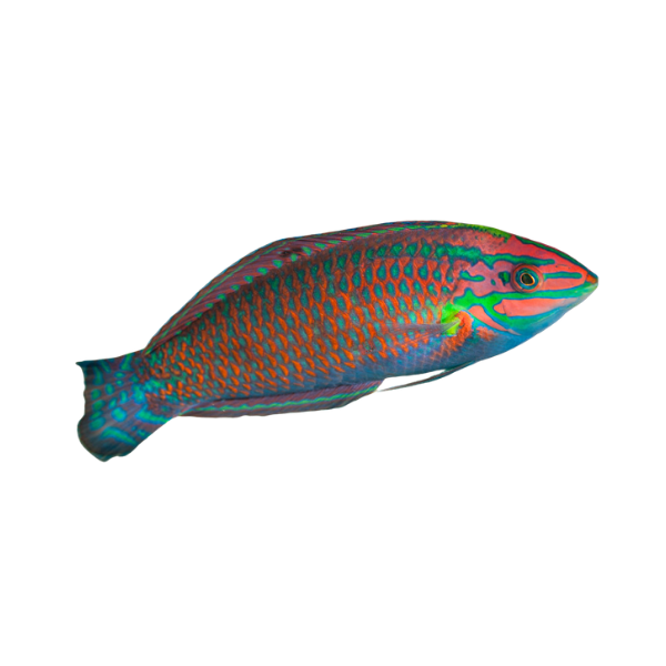 Wrasse - Christmas