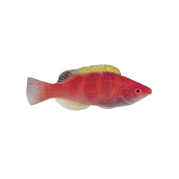 Wrasse - Yellowfin Fairy Wrasse