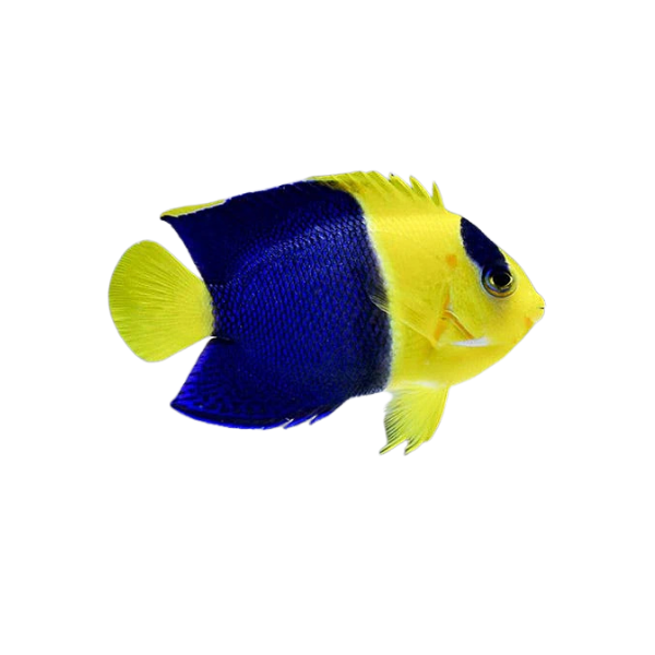 Marine Angel - BiColour