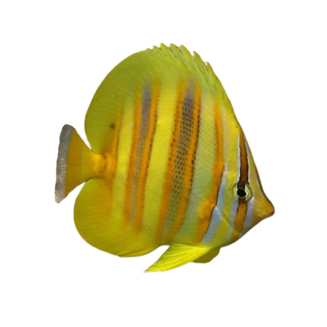 Butterfly Fish - Rainford