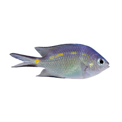 Chromis - Orange Line