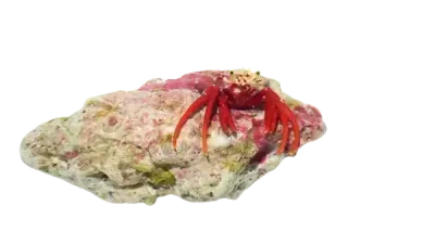 Hermit Crab - Red Scarlet