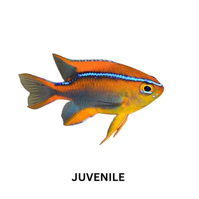 Damsel - Crossi (Adult)