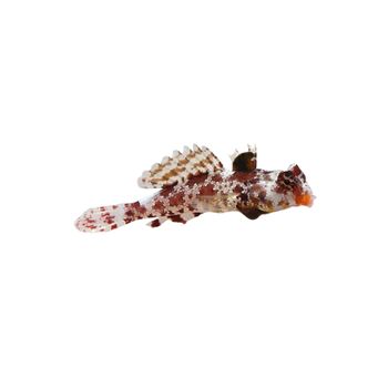 Blenny - Red Scooter
