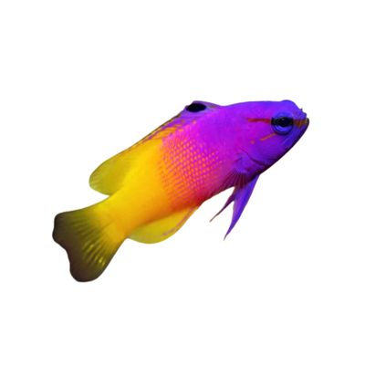 Basslet - Royal Gramma