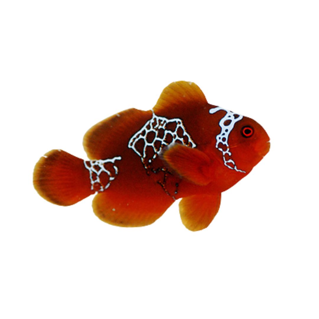 Clownfish - Lightning Maroon
