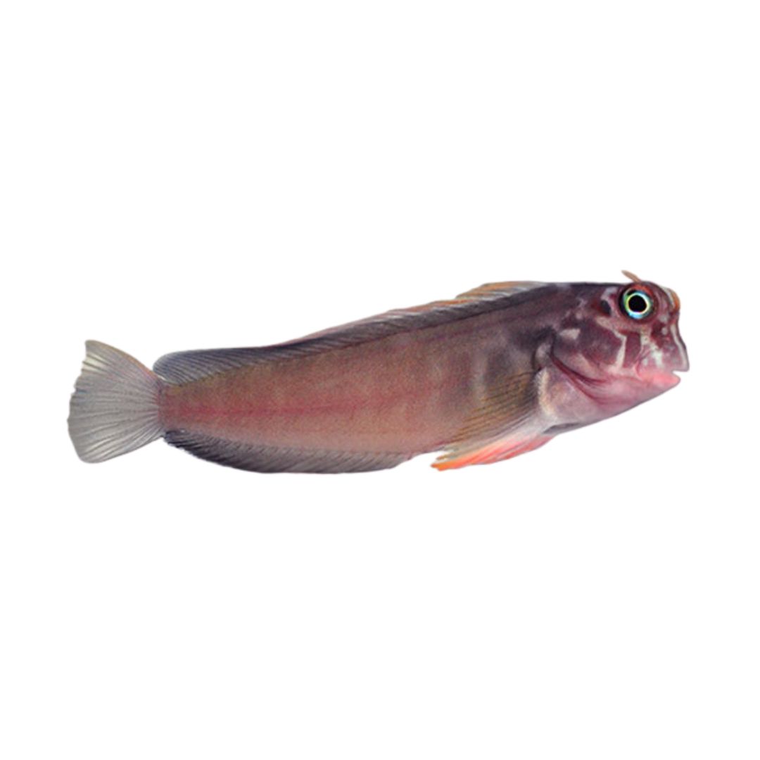 Blenny - Red Lip