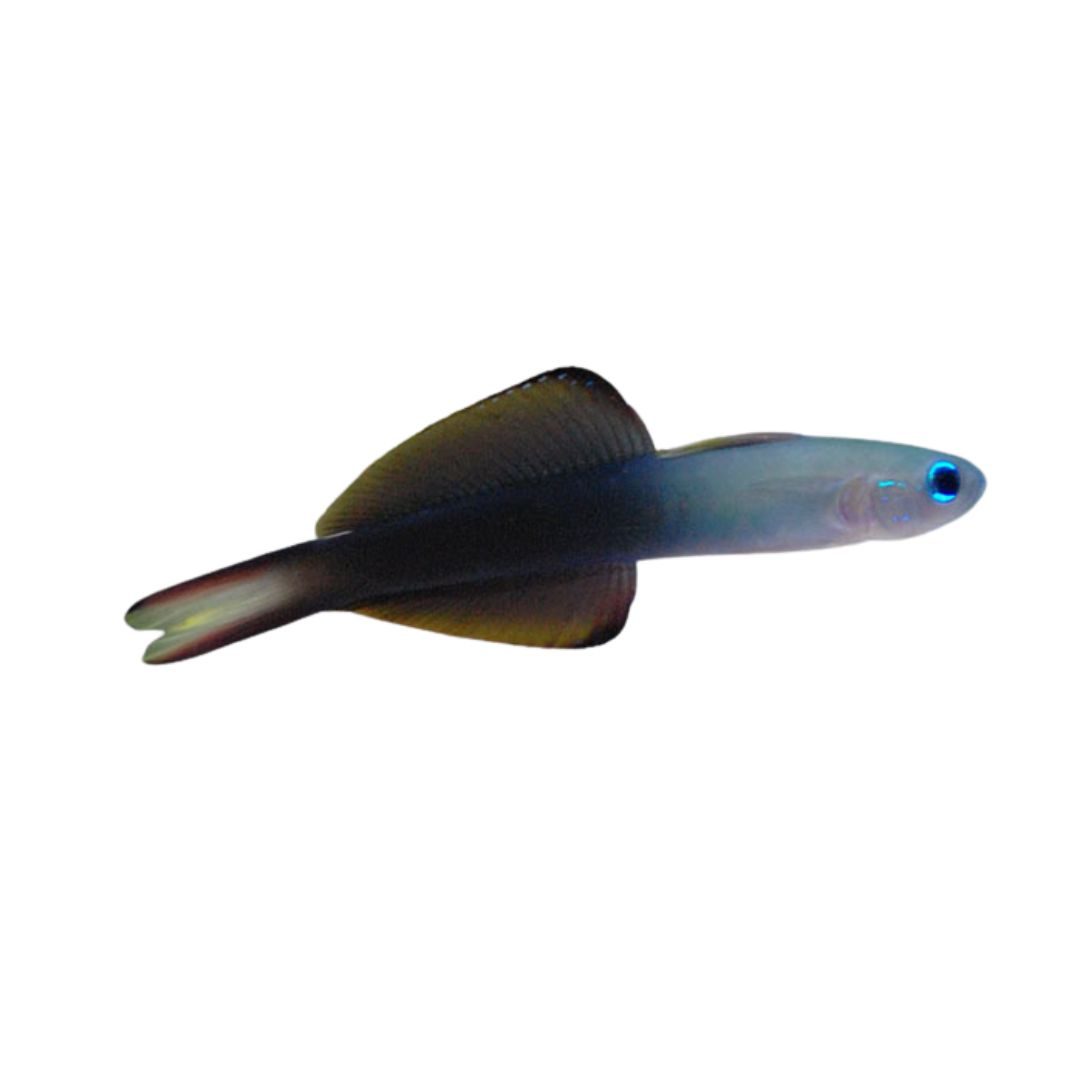 Dartfish - Scissortail