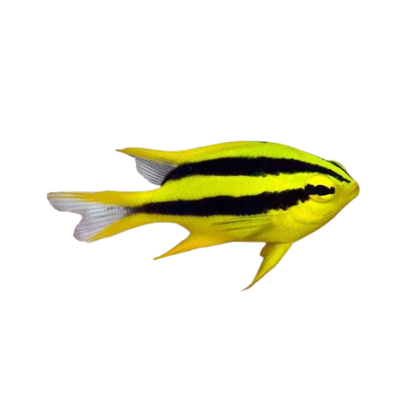 Chromis - Black Mouth Bicolour