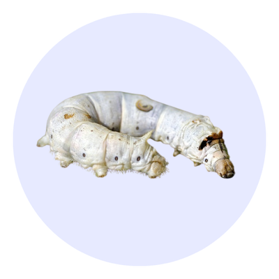 Live Silkworms Every 2 Weeks