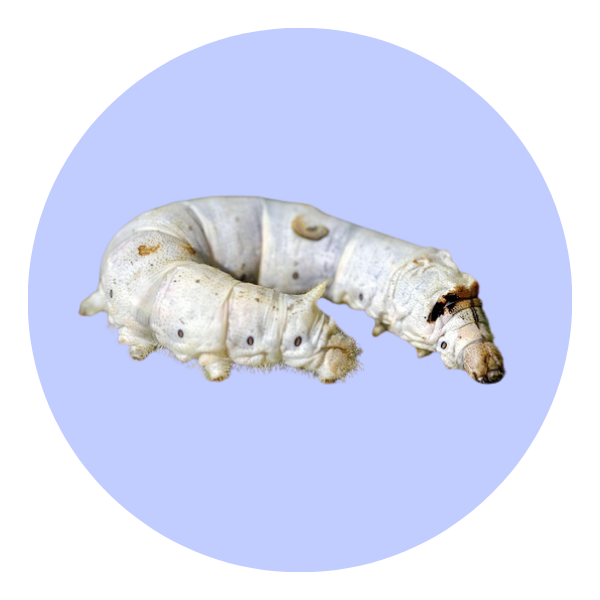 Individual Live Silkworm