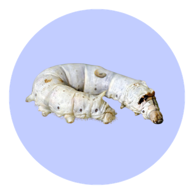 Individual Live Silkworm
