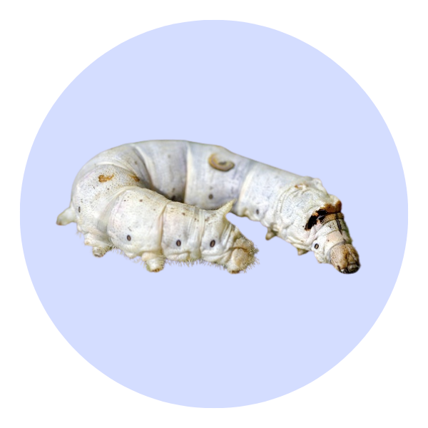Live Silkworms (Size Varies) Weekly