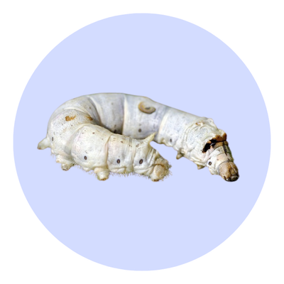 Live Silkworms (Size Varies) Weekly