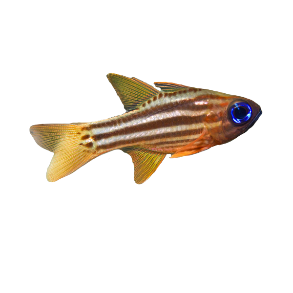 Cardinal - Blue Eye Candycane