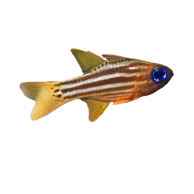 Cardinal - Blue Eye Candycane