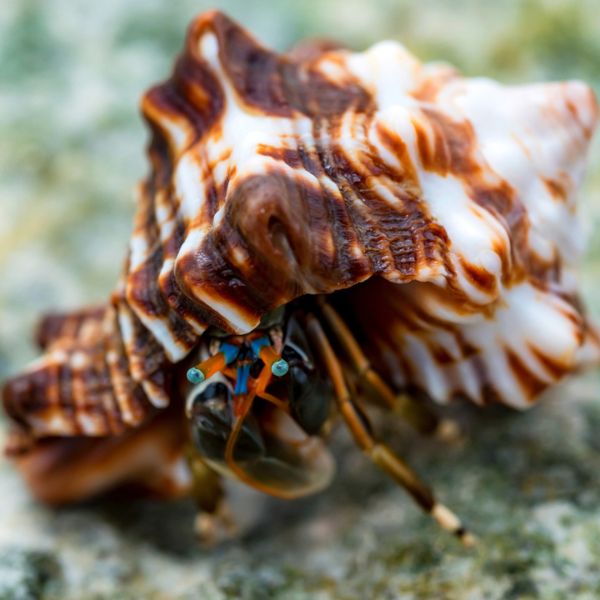 Hermit Crab - African Blue Eye
