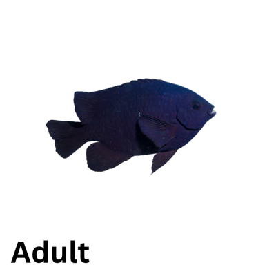 Damsel - Bluefin