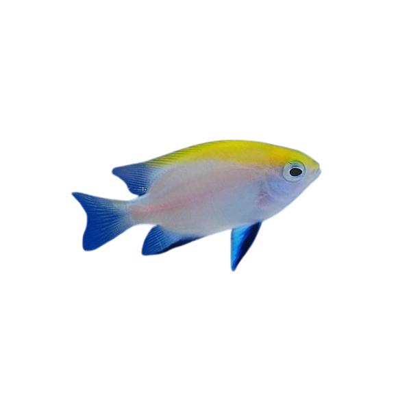 Damsel - Bluefin