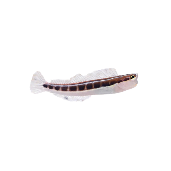 Blenny - Linear