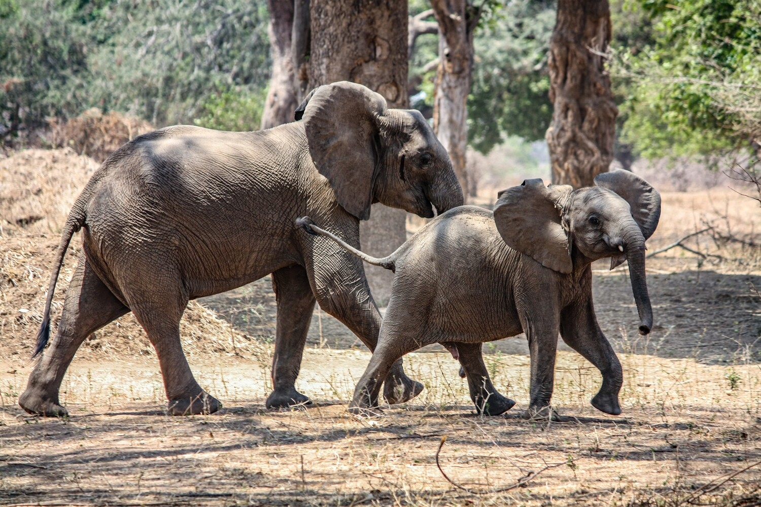 Kapula South Camp, Hwange National Park Photo Safari 2024