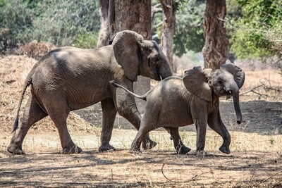 Kapula South Camp, Hwange National Park Photo Safari 2024
