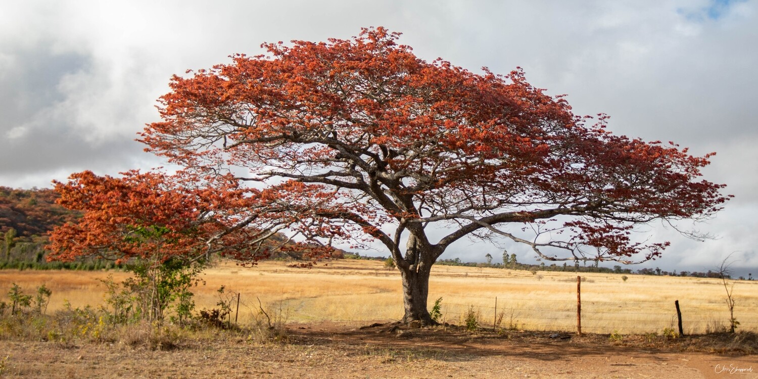 Tree in Spring colour, Zimbabwe - Image
