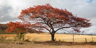 Tree in Spring colour, Zimbabwe - Image