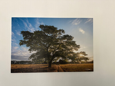Msasa Road - Print